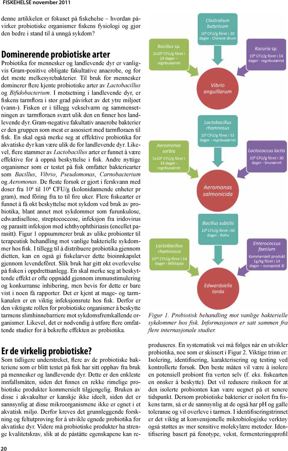 Til bruk for mennesker dominerer flere kjente probiotiske arter av Lactobacillus og Bifidobacterium.