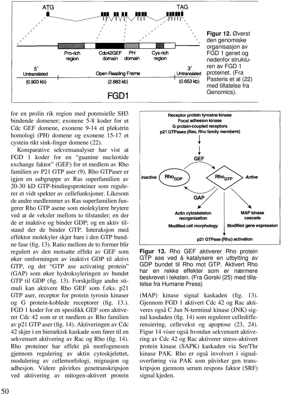 domene (22). Komparative sekvensanalyser har vist at FGD 1 koder for en guanine nucleotide exchange faktor (GEF) for et medlem av Rho familien av P21 GTP aser (9).
