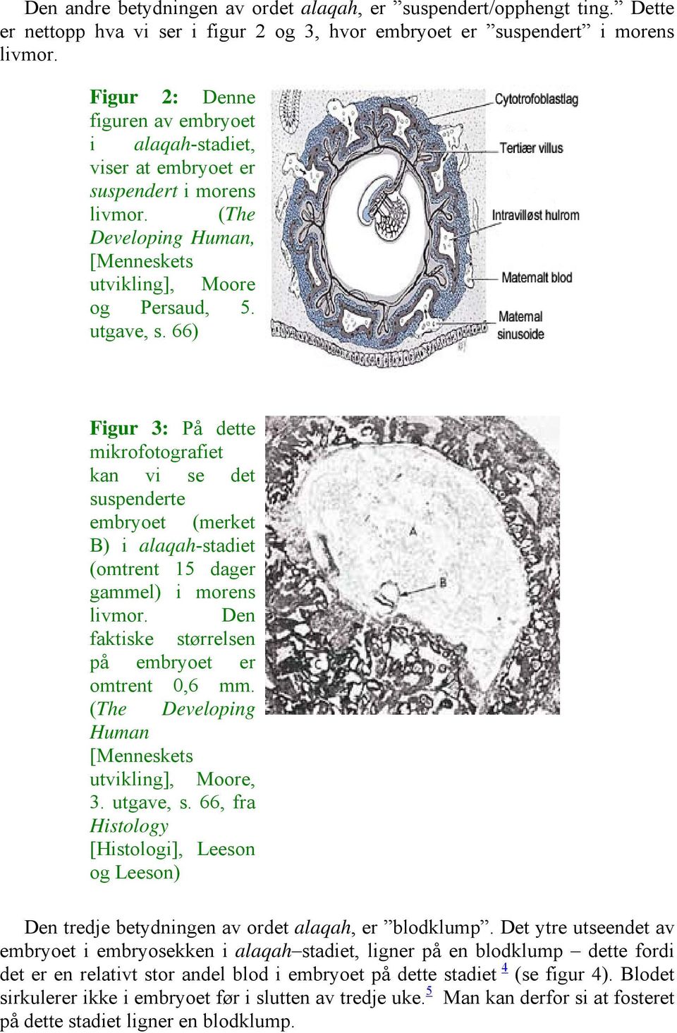 66) Figur 3: På dette mikrofotografiet kan vi se det suspenderte embryoet (merket B) i alaqah-stadiet (omtrent 15 dager gammel) i morens livmor. Den faktiske størrelsen på embryoet er omtrent 0,6 mm.