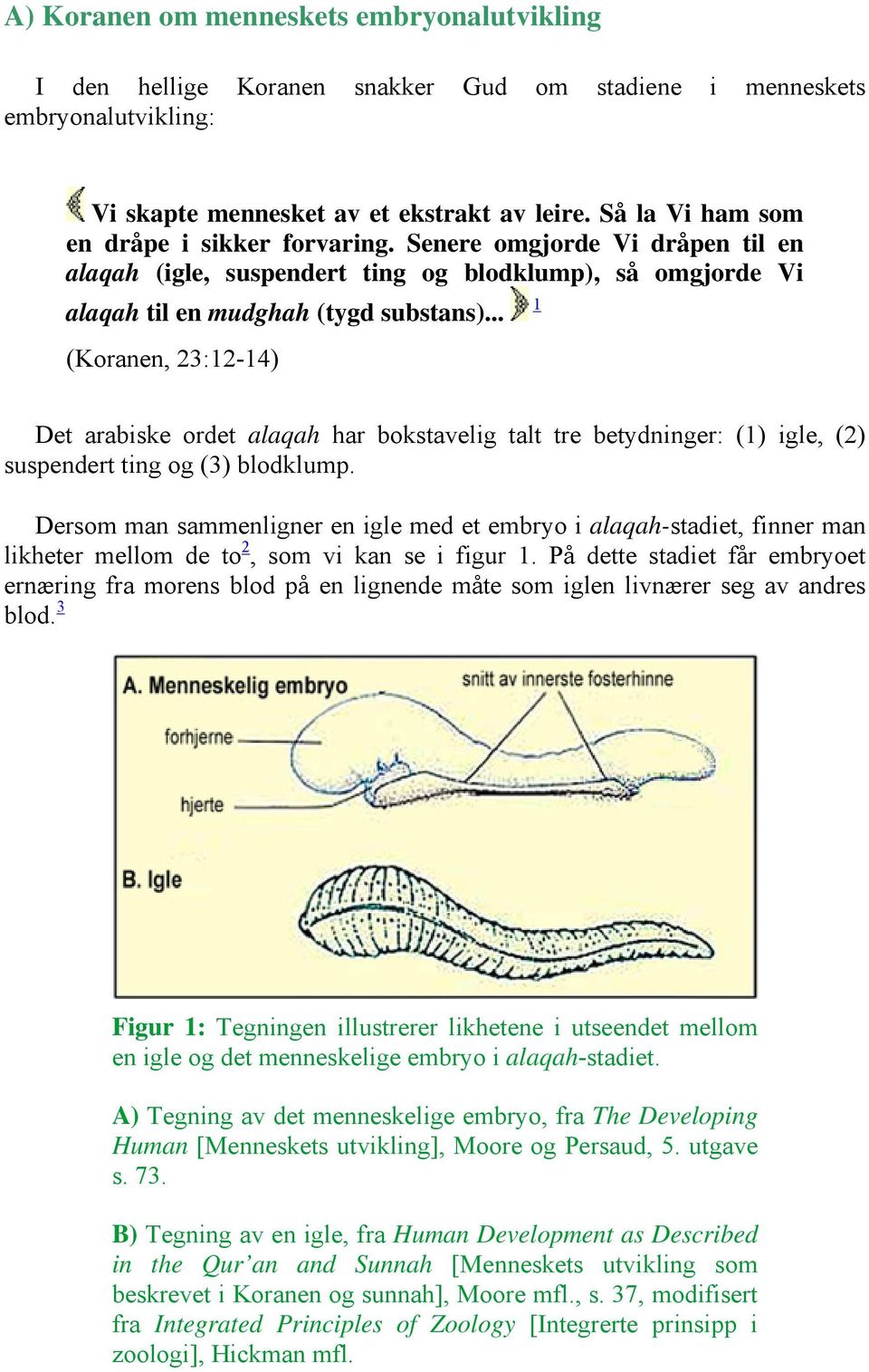 .. (Koranen, 23:12-14) 1 Det arabiske ordet alaqah har bokstavelig talt tre betydninger: (1) igle, (2) suspendert ting og (3) blodklump.