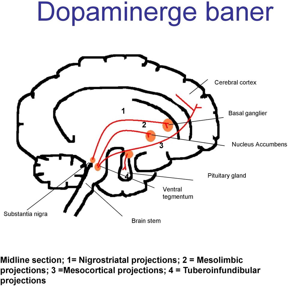 stem Midline section; 1= Nigrostriatal projections; 2 = Mesolimbic