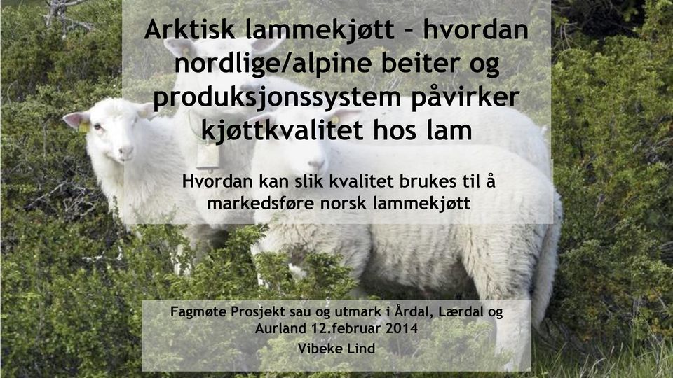 slik kvalitet brukes til å markedsføre norsk lammekjøtt Fagmøte