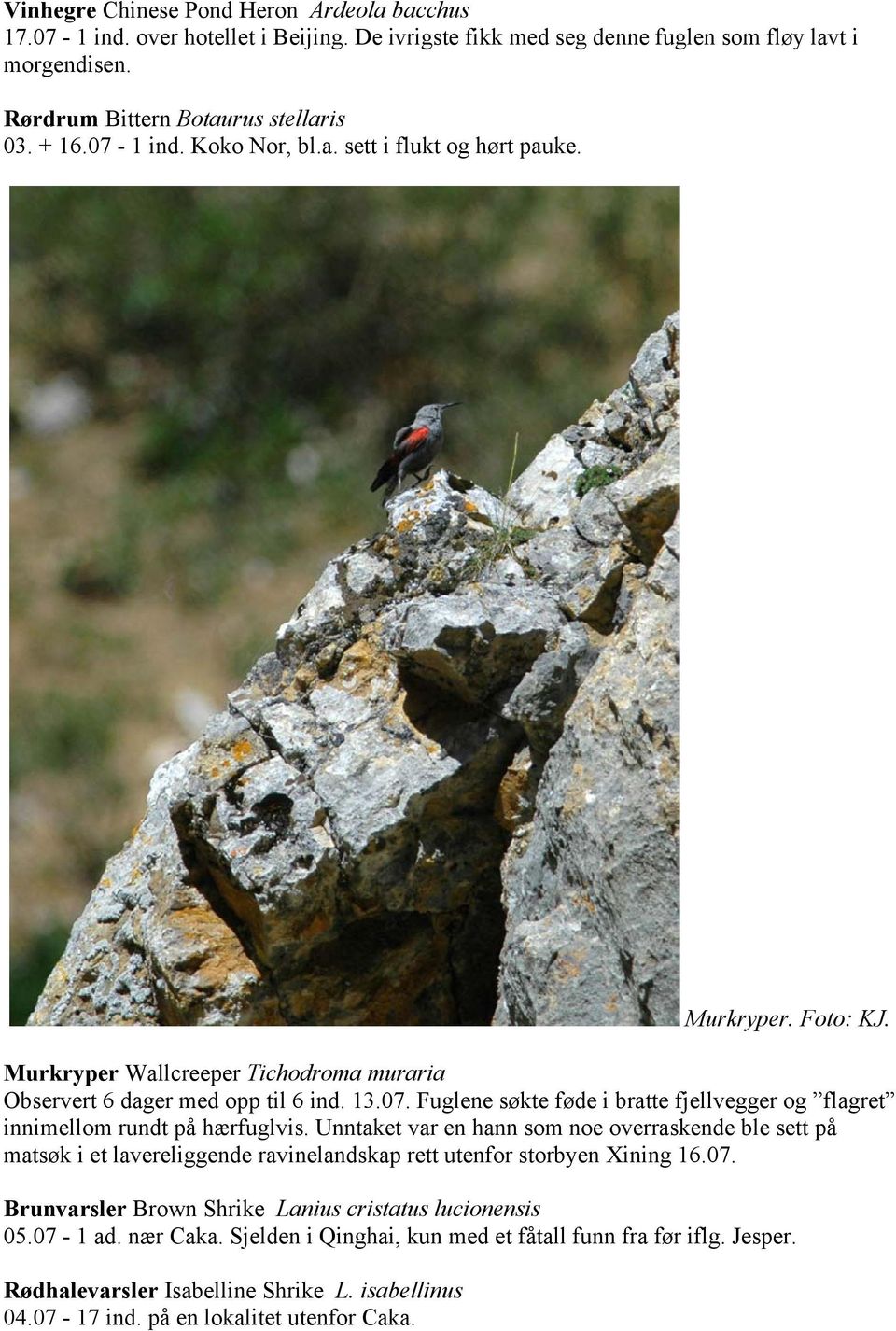 Unntaket var en hann som noe overraskende ble sett på matsøk i et lavereliggende ravinelandskap rett utenfor storbyen Xining 16.07. Brunvarsler Brown Shrike Lanius cristatus lucionensis 05.07-1 ad.