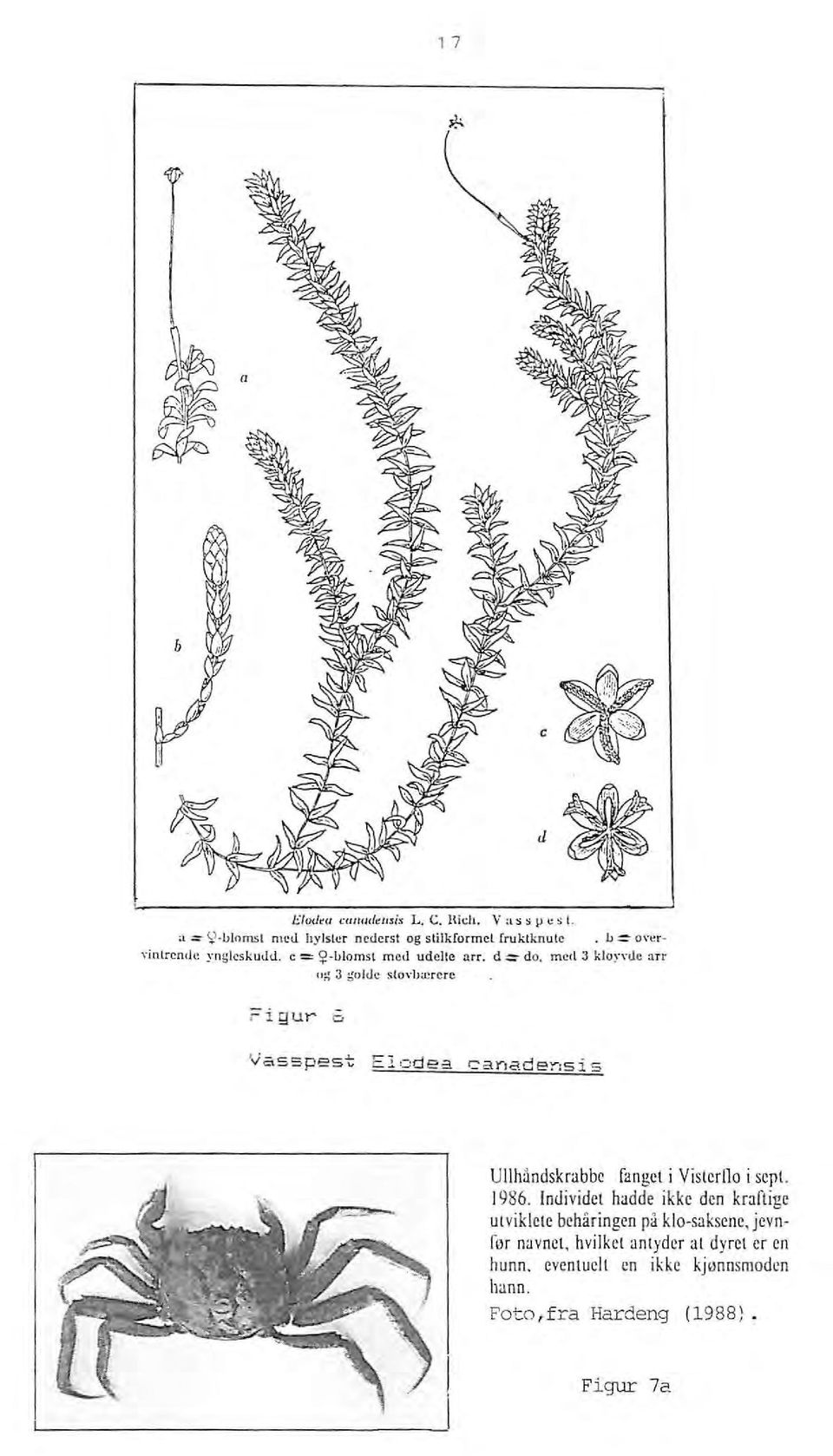 mecl 3 kloyvuc arr u~ 3 golde stovhærcrc :=-igur S Vasspest Elodea c a nadensis Ullhåndskrabbc fanget i Visterllo i sept. 1986.