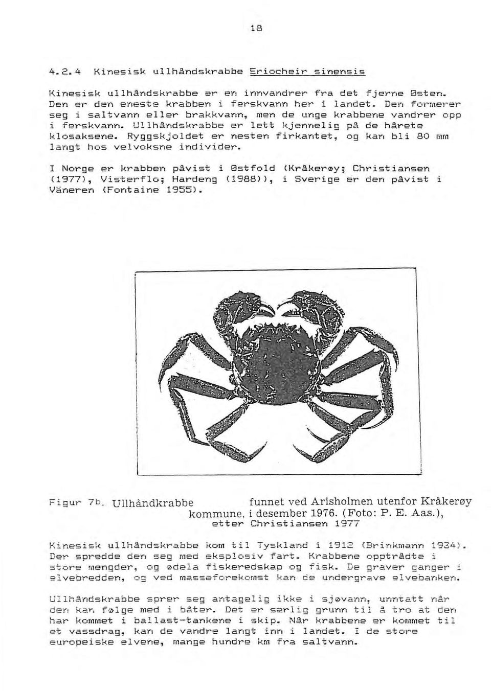 Ryggskjoldet er nesten firkantet, og kan bli 80 mm langt hos velvoksne individer. I Norge er krabben p~vist i Østfold (1977>, Visterflo; Hardeng (1988)), V~neren <Fontaine 1955).