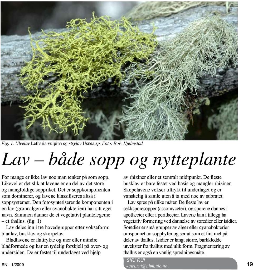 Den fotosyntetiserende komponenten i en lav (grønnalgen eller cyanobakterien) har sitt eget navn. Sammen danner de et vegetativt plantelegeme et thallus. (fig.