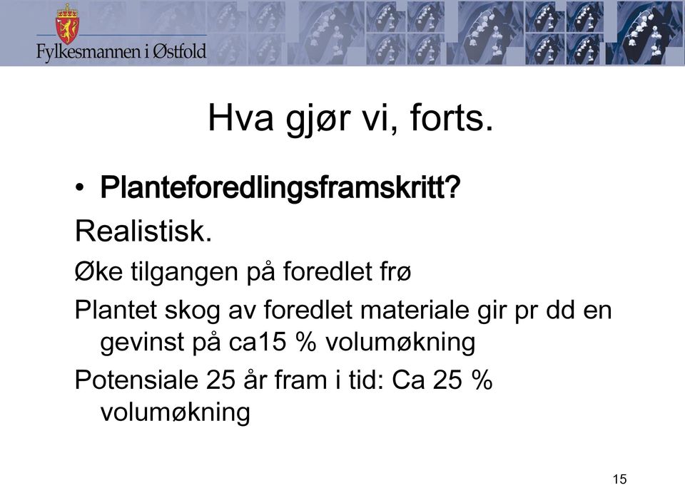 Øke tilgangen på foredlet frø Plantet skog av foredlet