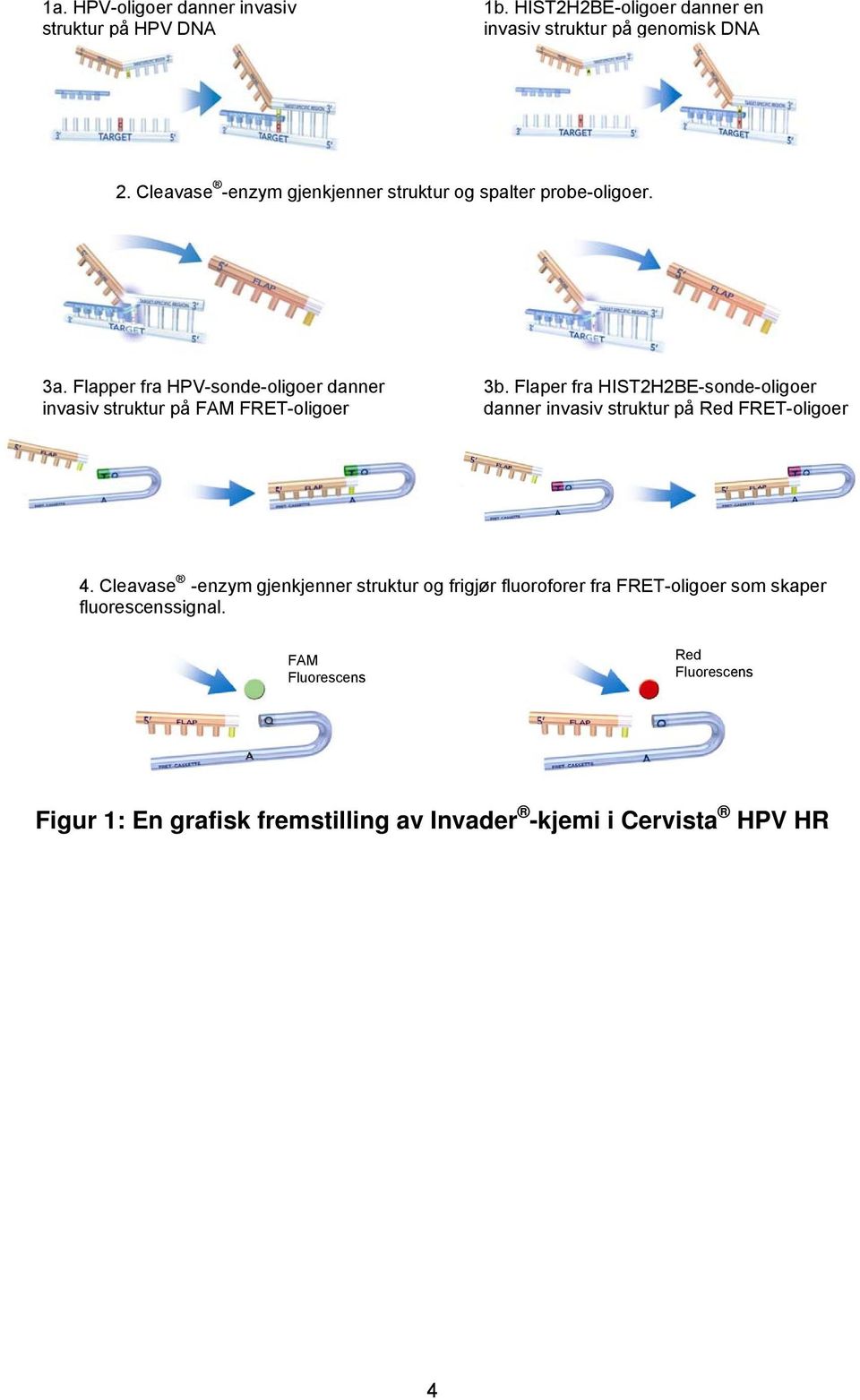 Flapper fra HPV-sonde-oligoer danner invasiv struktur på FAM FRET-oligoer 3b.