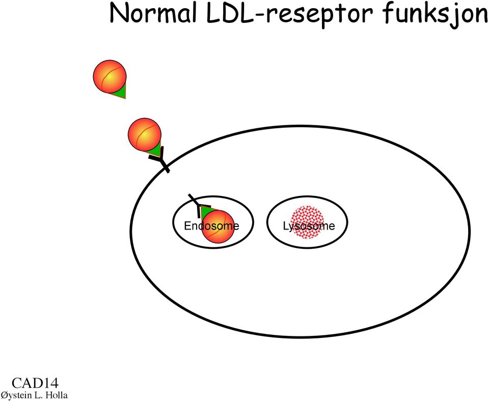 funksjon Endosome