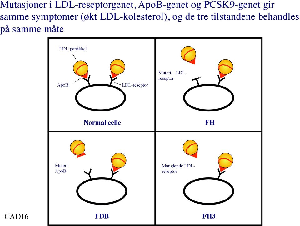 behandles på samme måte LDL-partikkel ApoB LDL-reseptor Mutert