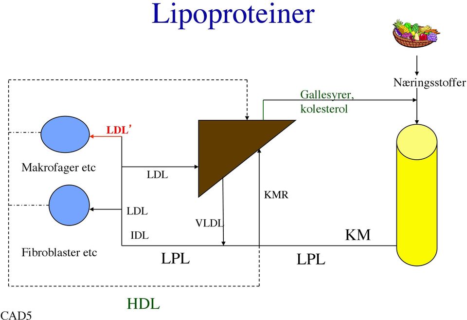 Makrofager etc LDL KMR