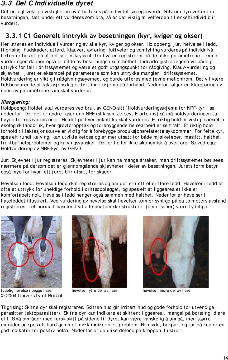 3.1 C1 Generelt inntrykk av besetningen (kyr, kviger og okser) Her utføres en individuell vurdering av alle kyr, kviger og okser.