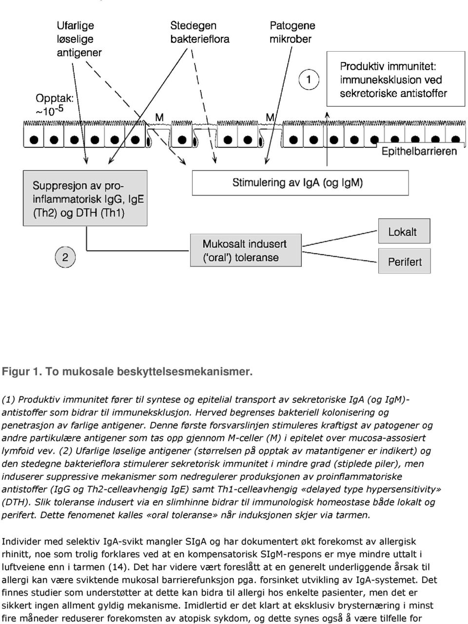 Denne første forsvarslinjen stimuleres kraftigst av patogener og andre partikulære antigener som tas opp gjennom M-celler (M) i epitelet over mucosa-assosiert lymfoid vev.