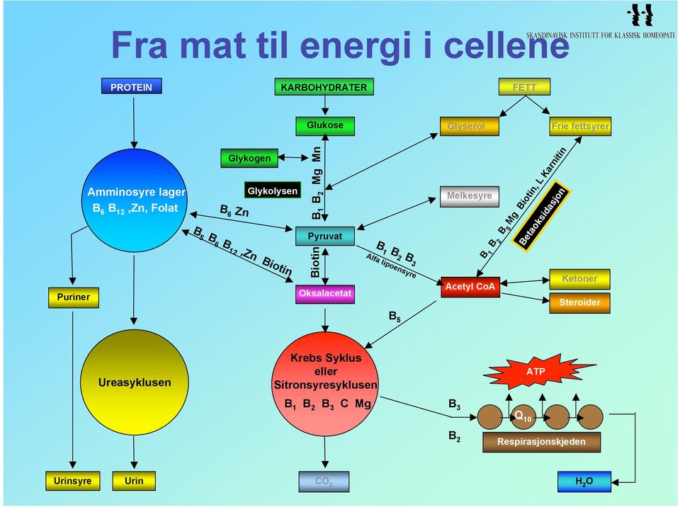 Oksalacetat B B B Alfa lipoen Melke B B B 5 Mg Biotin, L Karnitin Betaoksidasjon Ketoner Acetyl CoA