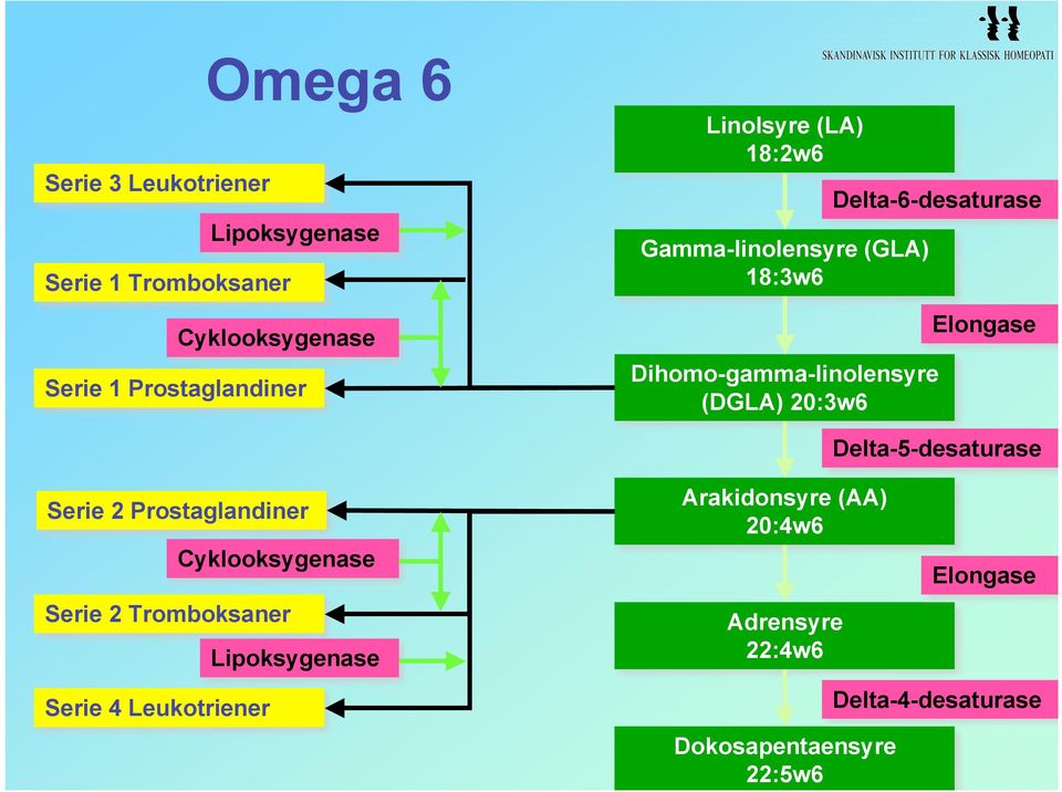 (DGLA) 0:w6 Elongase Delta5desaturase Serie Prostaglandiner Cyklooksygenase Serie