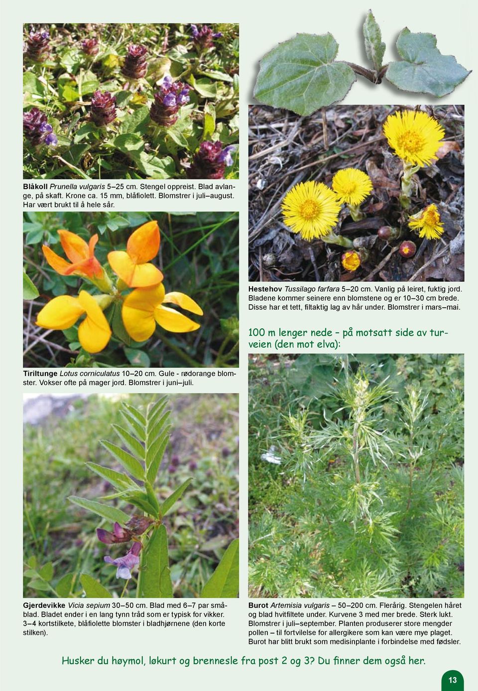 100 m lenger nede på motsatt side av turveien (den mot elva): Tiriltunge Lotus corniculatus 10 20 cm. Gule - rødorange blomster. Vokser ofte på mager jord. Blomstrer i juni juli.