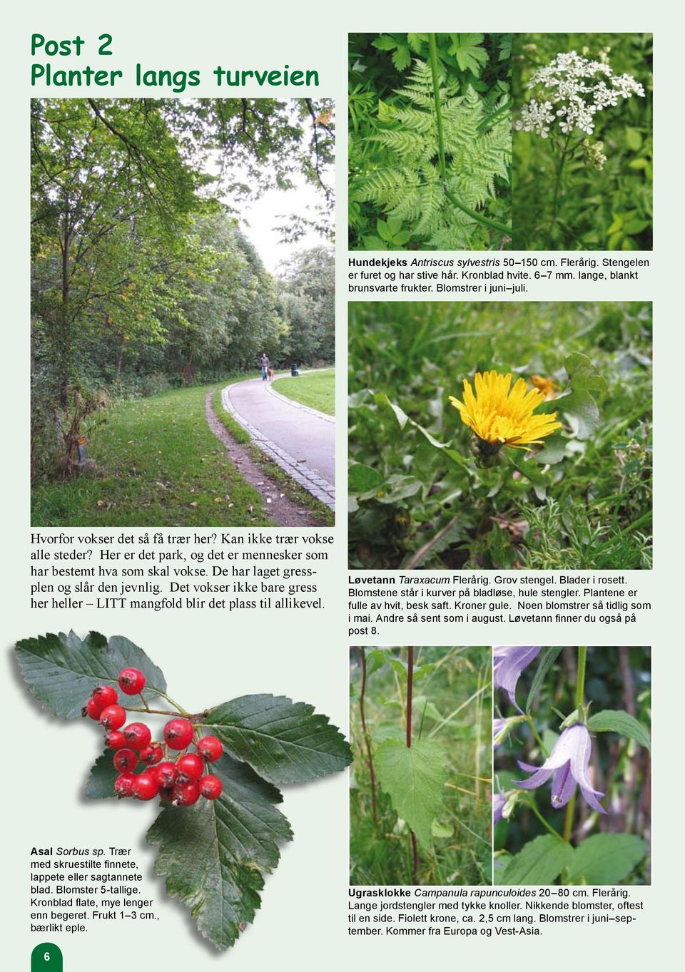 Det vokser ikke bare gress her heller LITT mangfold blir det plass til allikevel. Løvetann Taraxacum Flerårig. Grov stengel. Blader i rosett. Blomstene står i kurver på bladløse, hule stengler.