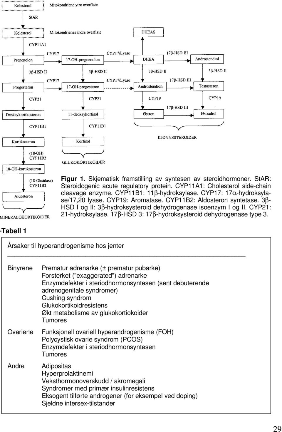 17β-HSD 3: 17β-hydroksysteroid dehydrogenase type 3.