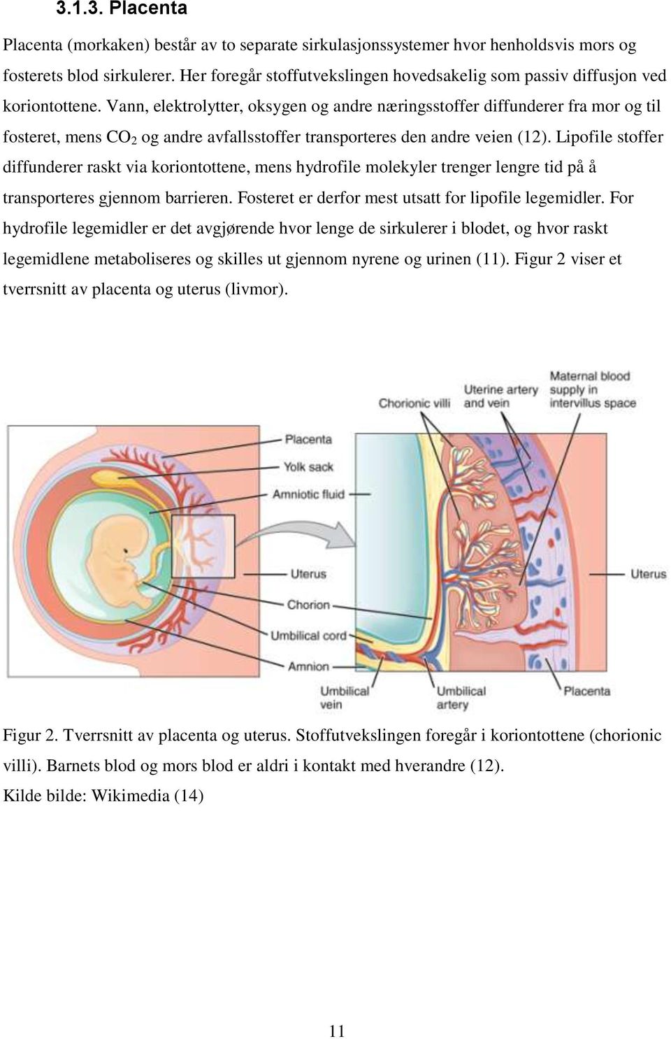 Vann, elektrolytter, oksygen og andre næringsstoffer diffunderer fra mor og til fosteret, mens CO 2 og andre avfallsstoffer transporteres den andre veien (12).