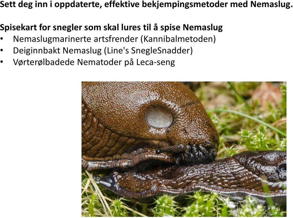 Spisekart for snegler som skal lures til å spise Nemaslug