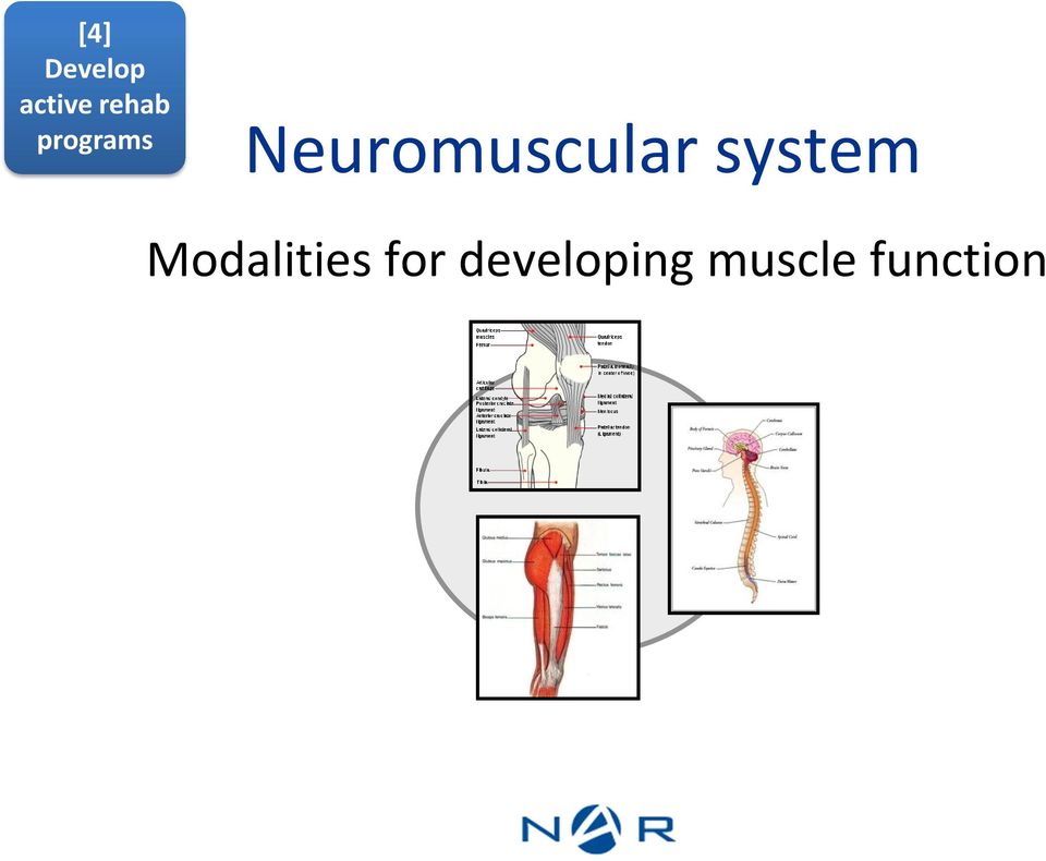 Neuromuscular system