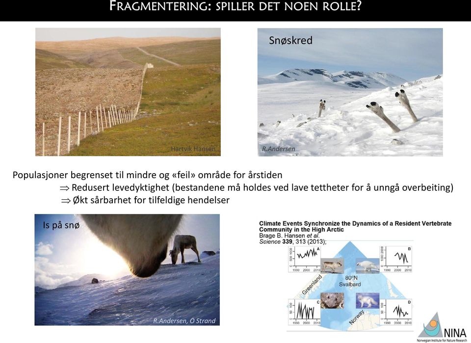 årstiden Redusert levedyktighet (bestandene må holdes ved lave