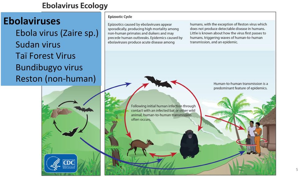 ) Sudan virus Taï Forest