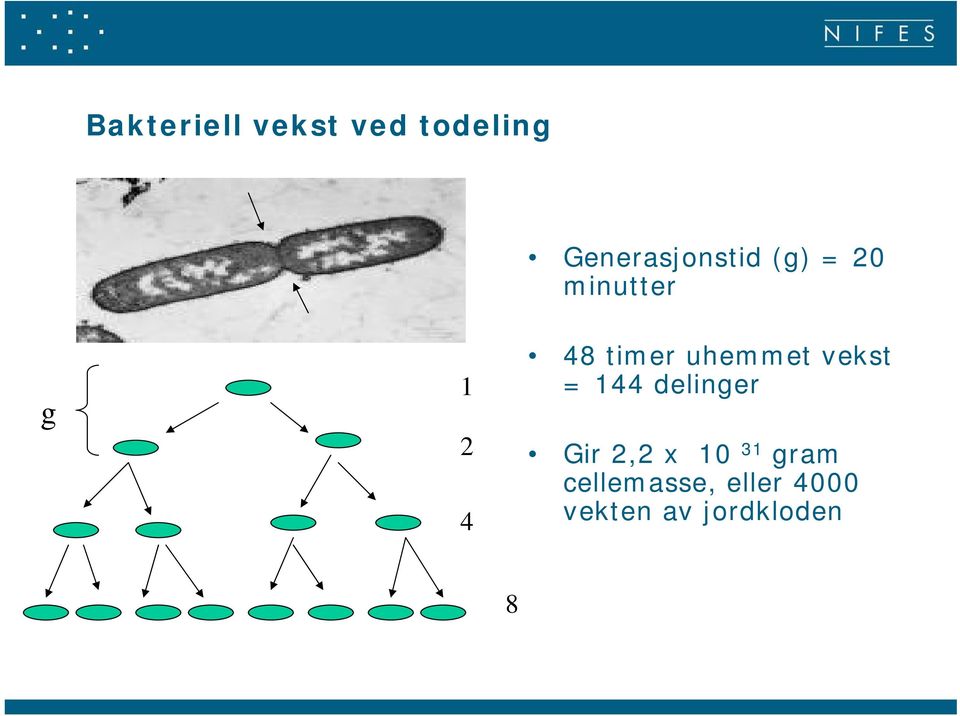 timer uhemmet vekst = 144 delinger Gir 2,2