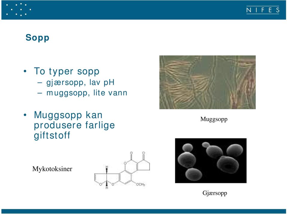 Muggsopp kan produsere farlige