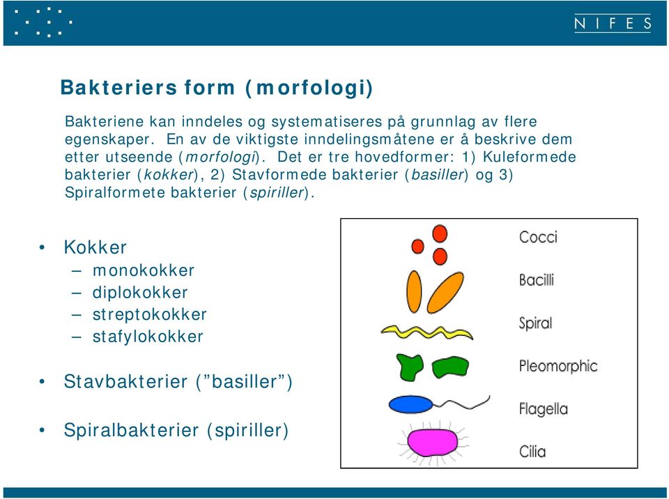 Det er tre hovedformer: 1) Kuleformede bakterier (kokker), 2) Stavformede bakterier (basiller) og 3)