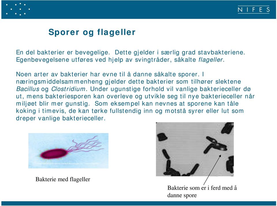 Under ugunstige forhold vil vanlige bakterieceller dø ut, mens bakteriesporen kan overleve og utvikle seg til nye bakterieceller når miljøet blir mer gunstig.