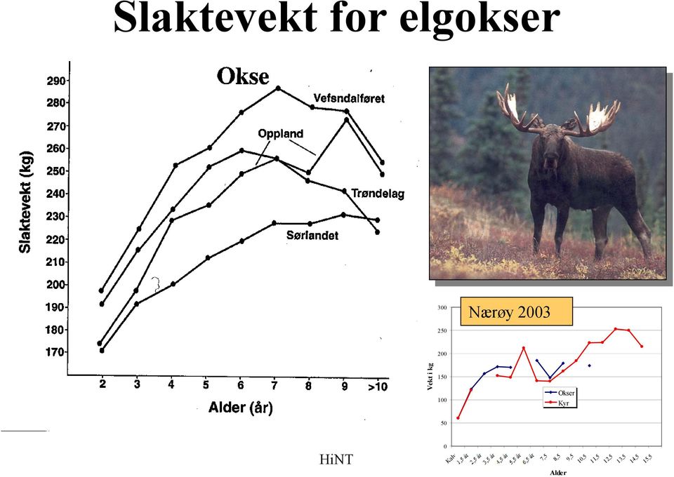 Okser Kyr 50 0 15,5 HiNT 17 Kalv