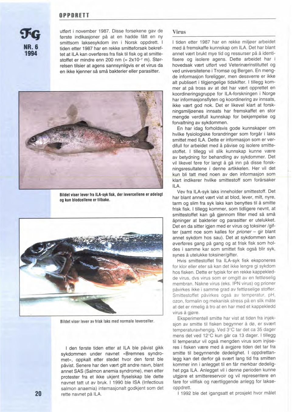 %rrdsen tilsier at agens sannsynligvis er et virus & en ikke Icjenner s& d bakterier dler parasitter. I I Bildet vksr lever fra IlA-qk Ildr, dm levwcellem er idelagt og kun Llodwllena er tileake.