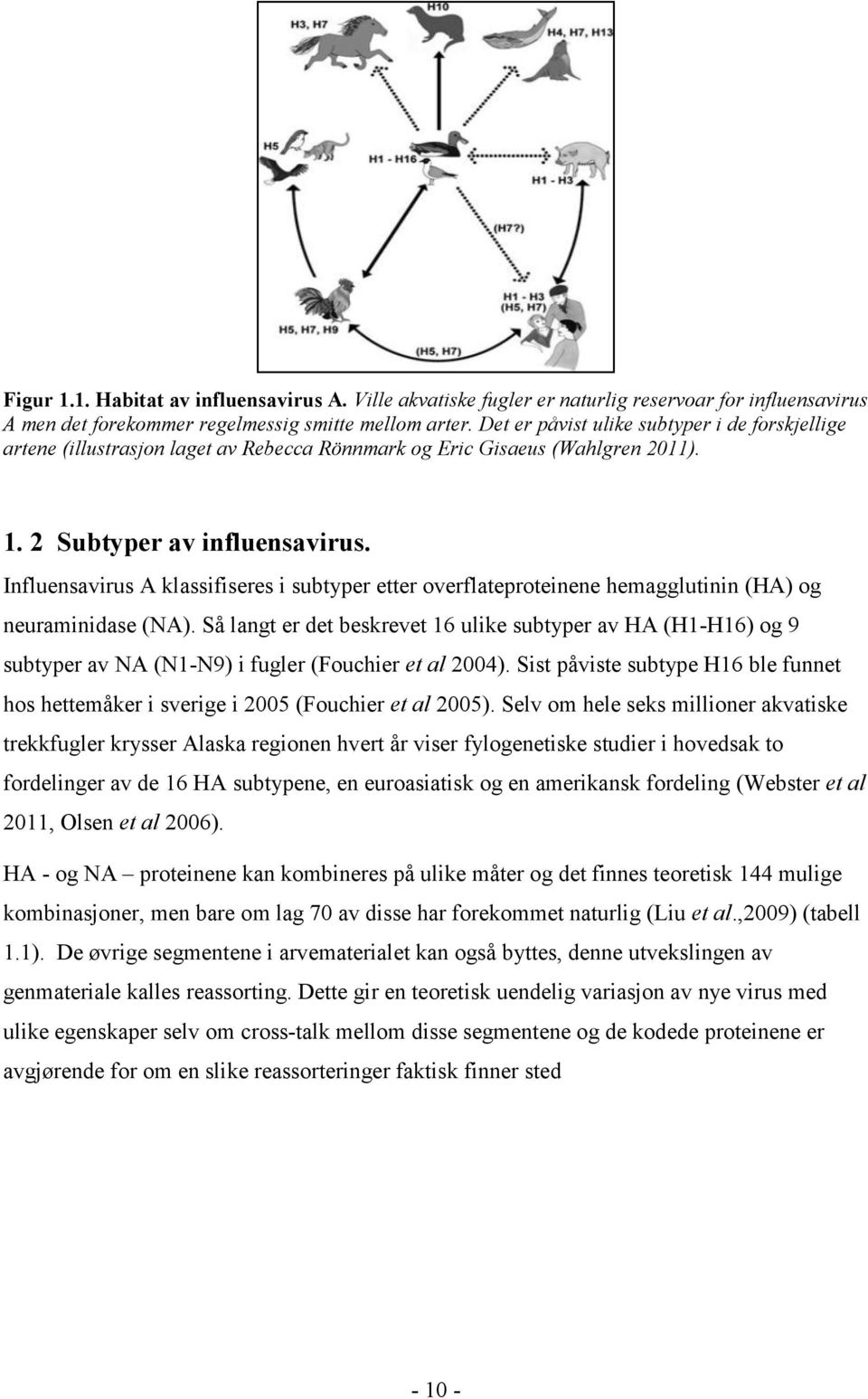 Influensavirus A klassifiseres i subtyper etter overflateproteinene hemagglutinin (HA) og neuraminidase (NA).