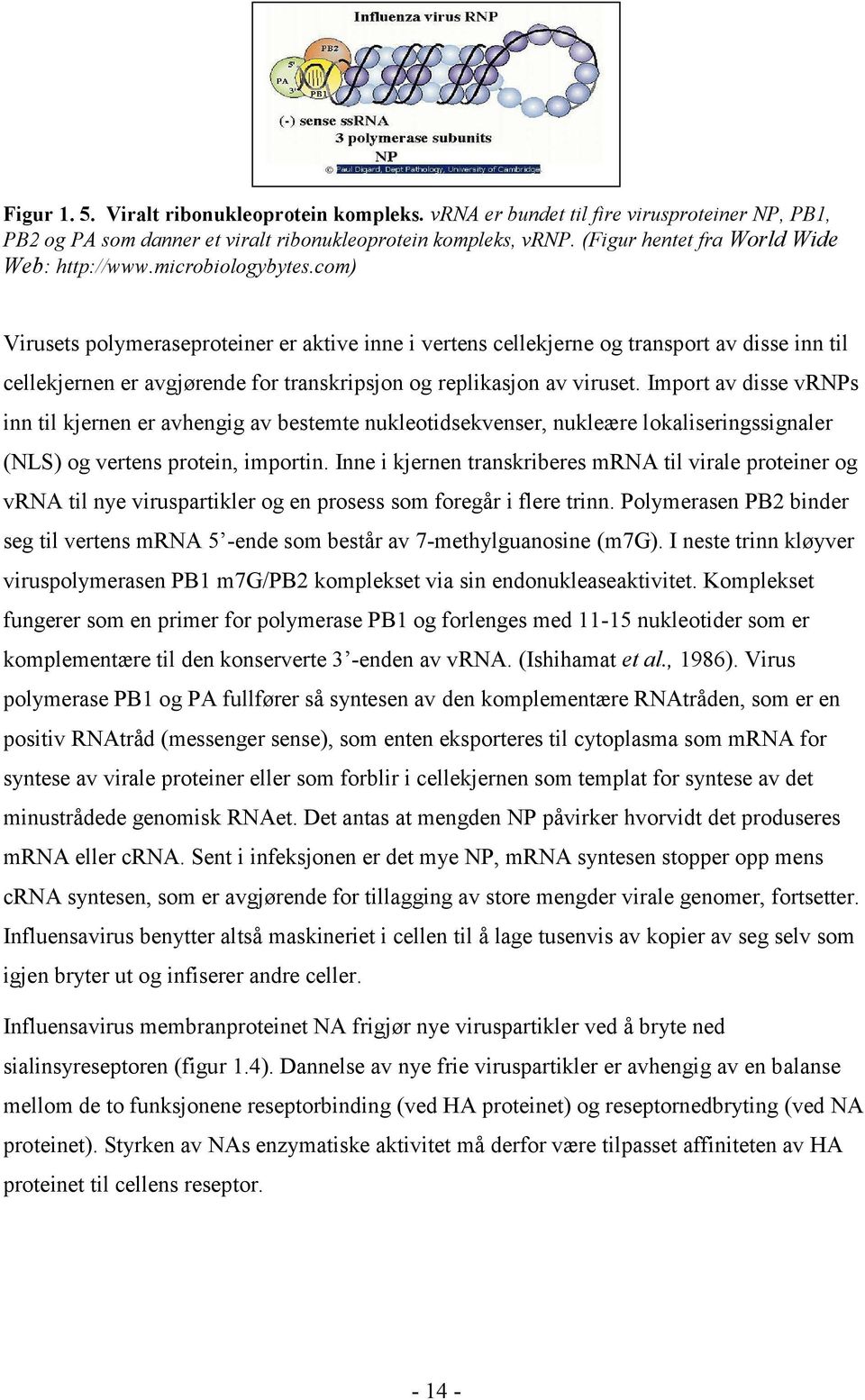 com) Virusets polymeraseproteiner er aktive inne i vertens cellekjerne og transport av disse inn til cellekjernen er avgjørende for transkripsjon og replikasjon av viruset.