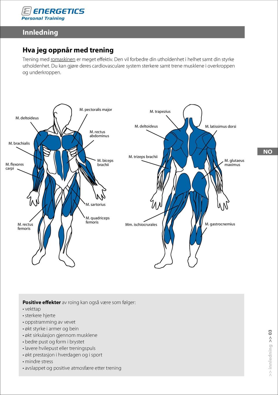 brachialis M. flexores carpi M. biceps brachii M. trizeps brachii M. glutaeus maximus M. sartorius M. rectus femoris M. quadriceps femoris Mm. ischiocrurales M.