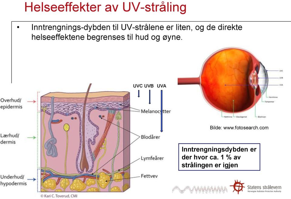 begrenses til hud og øyne. UVC UVB UVA Bilde: www.