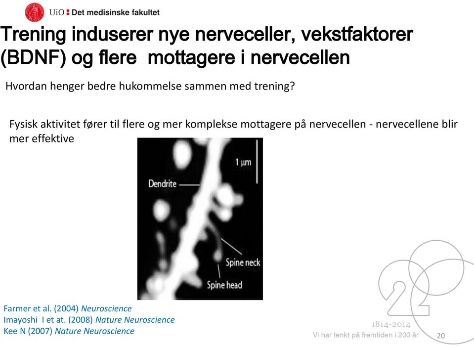 Fysisk aktivitet fører til flere og mer komplekse mottagere på nervecellen - nervecellene