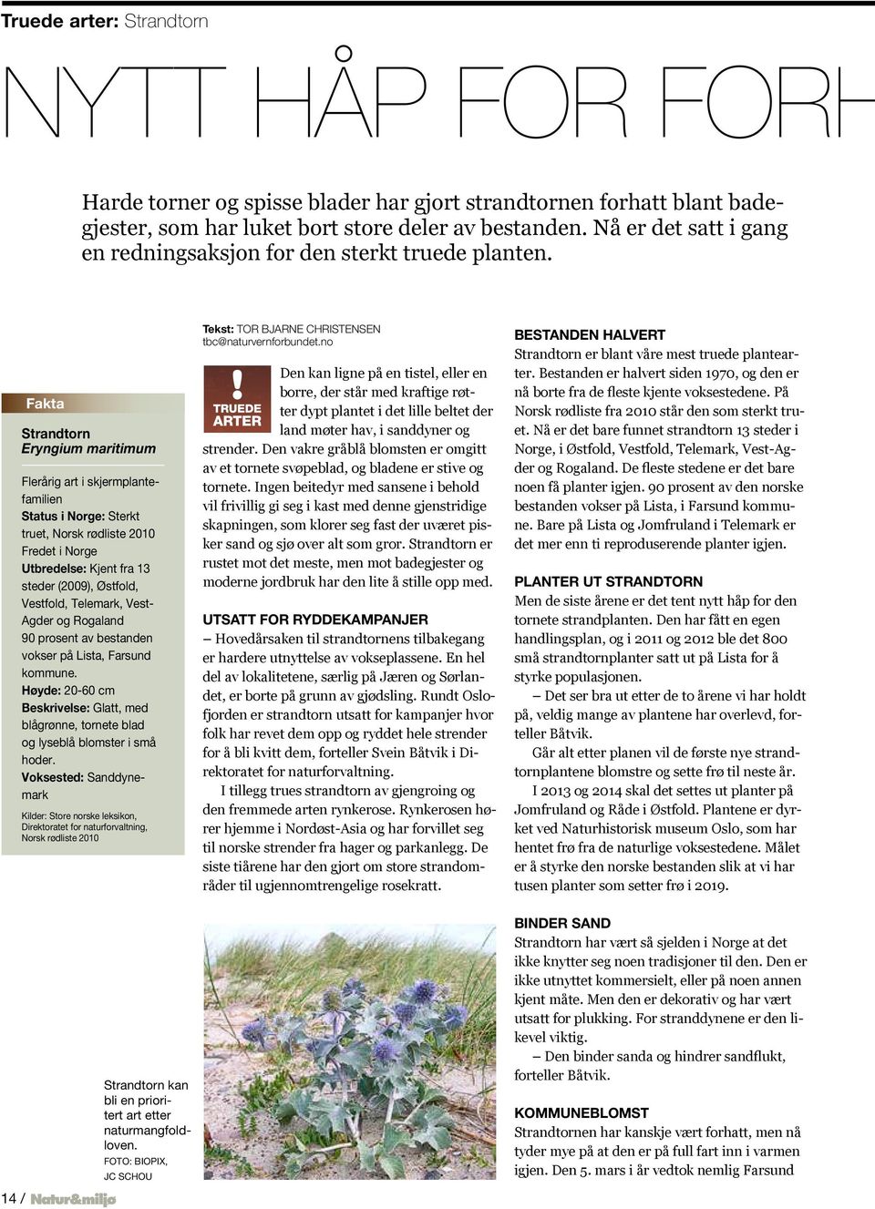 Fakta Strandtorn Eryngium maritimum Flerårig art i skjermplantefamilien Status i Norge: Sterkt truet, Norsk rødliste 2010 Fredet i Norge Utbredelse: Kjent fra 13 steder (2009), Østfold, Vestfold,