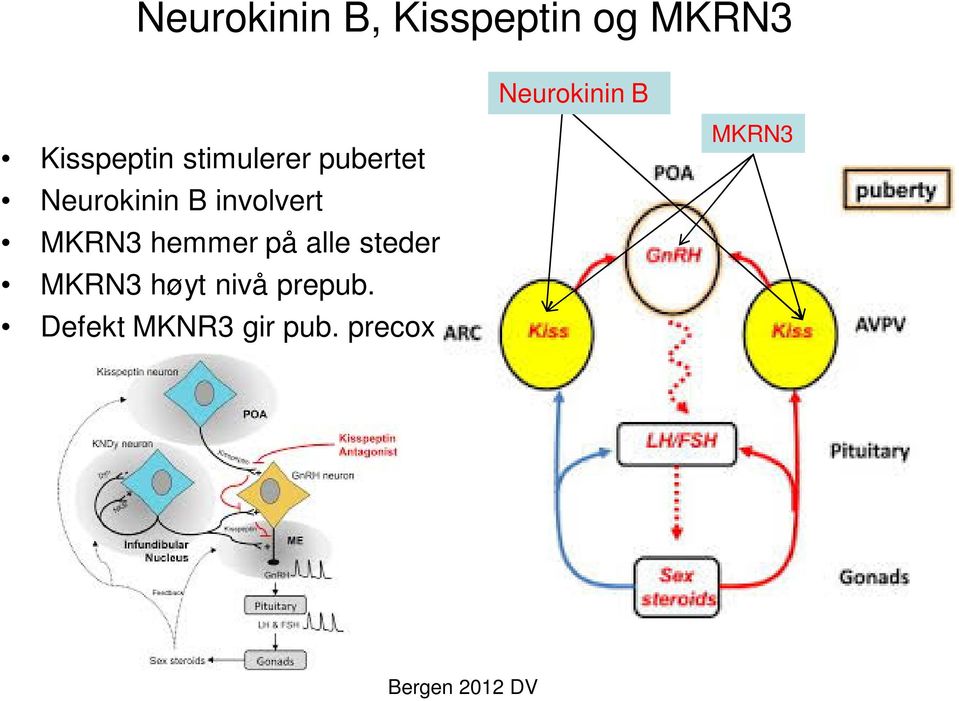 involvert MKRN3 hemmer på alle steder MKRN3