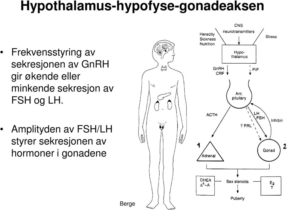 økende eller minkende sekresjon av FSH og LH.