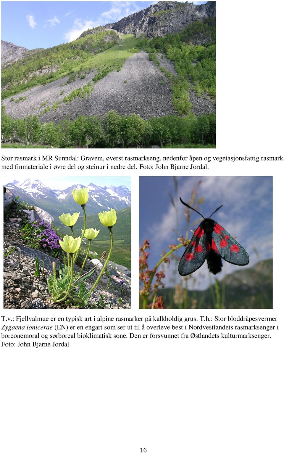Bjarne Jordal. T.v.: Fjellvalmue er en typisk art i alpine rasmarker på kalkho