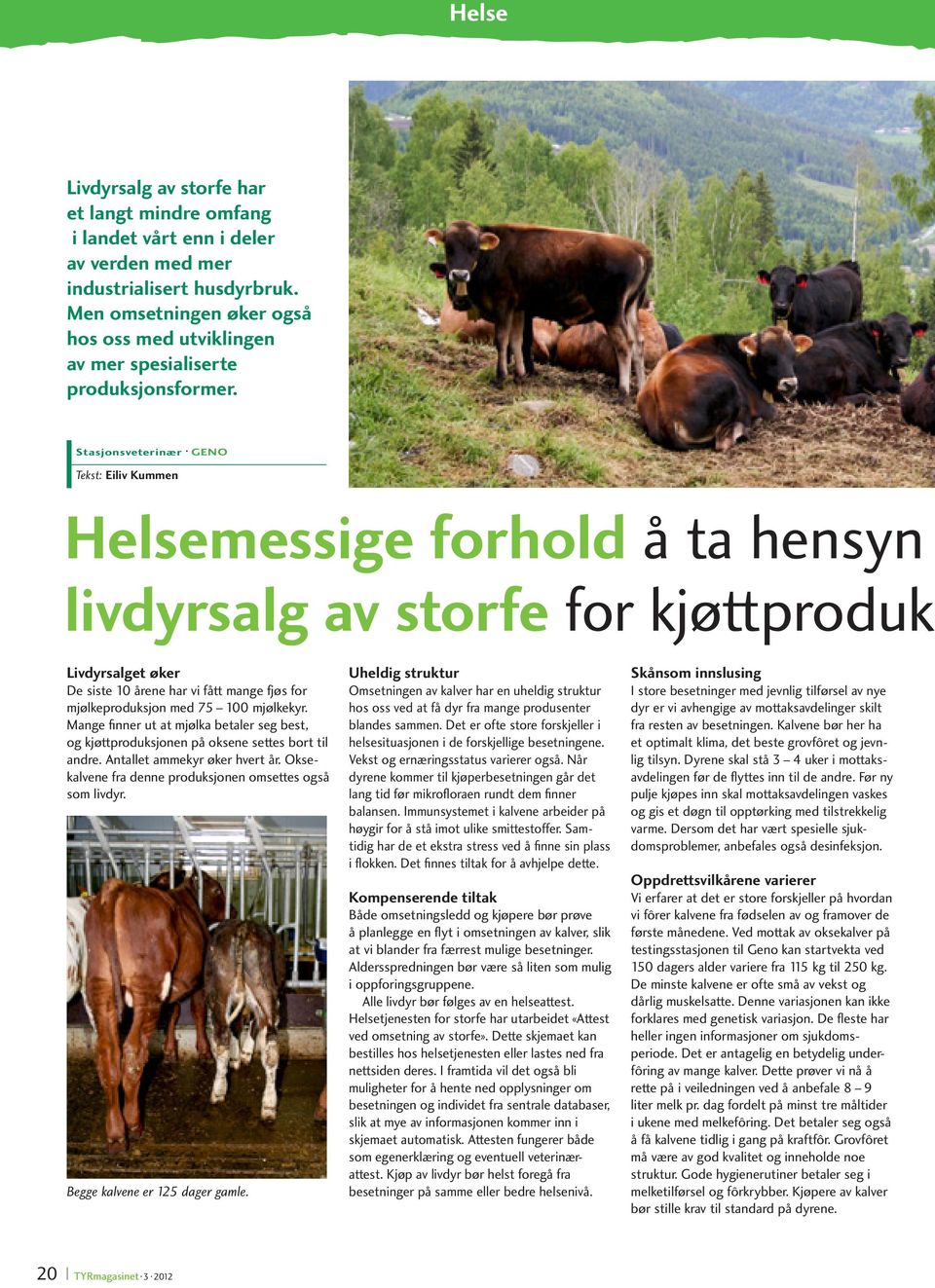 Stasjonsveterinær GENO Tekst: Eiliv Kummen Helsemessige forhold å ta hensyn livdyrsalg av storfe for kjøttproduk Livdyrsalget øker De siste 10 årene har vi fått mange fjøs for mjølkeproduksjon med 75