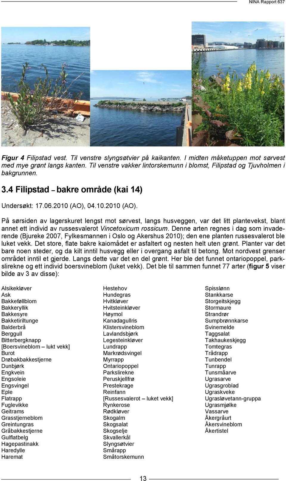 04.10.2010 (AO). På sørsiden av lagerskuret lengst mot sørvest, langs husveggen, var det litt plantevekst, blant annet ett individ av russesvalerot Vincetoxicum rossicum.