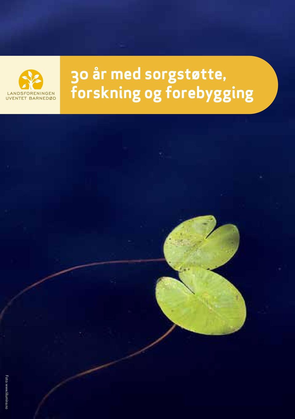 no 30 år med