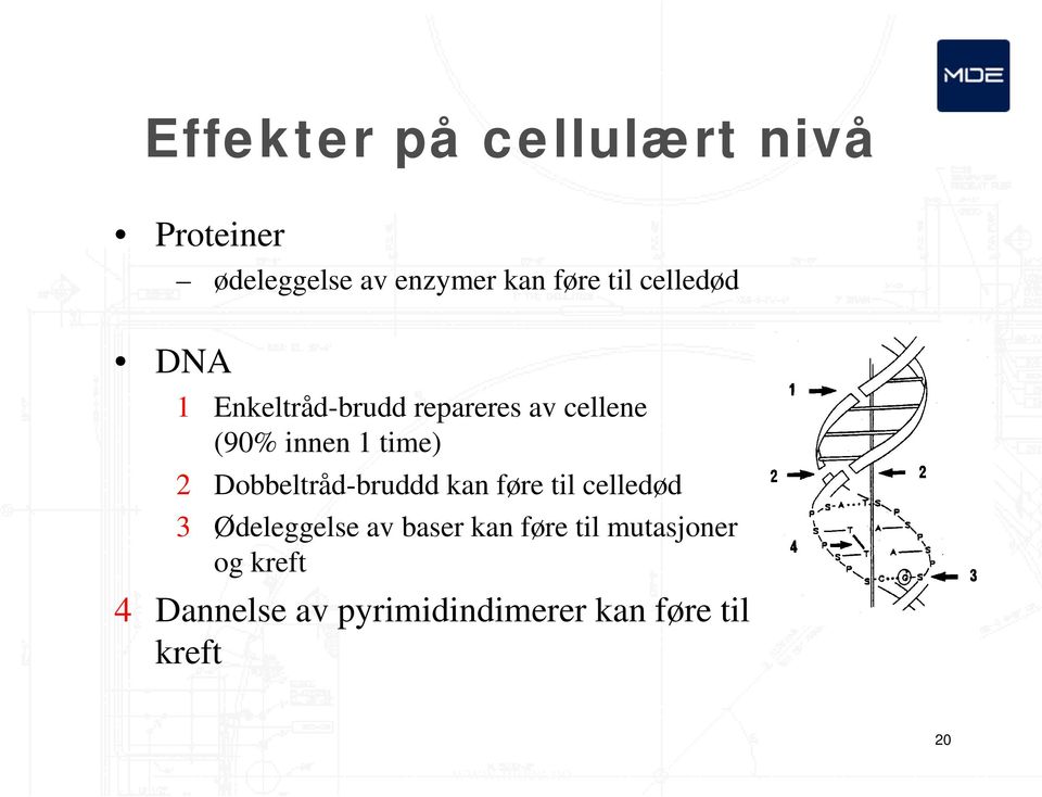 Dobbeltråd-bruddd kan føre til celledød 3 Ødeleggelse av baser kan føre