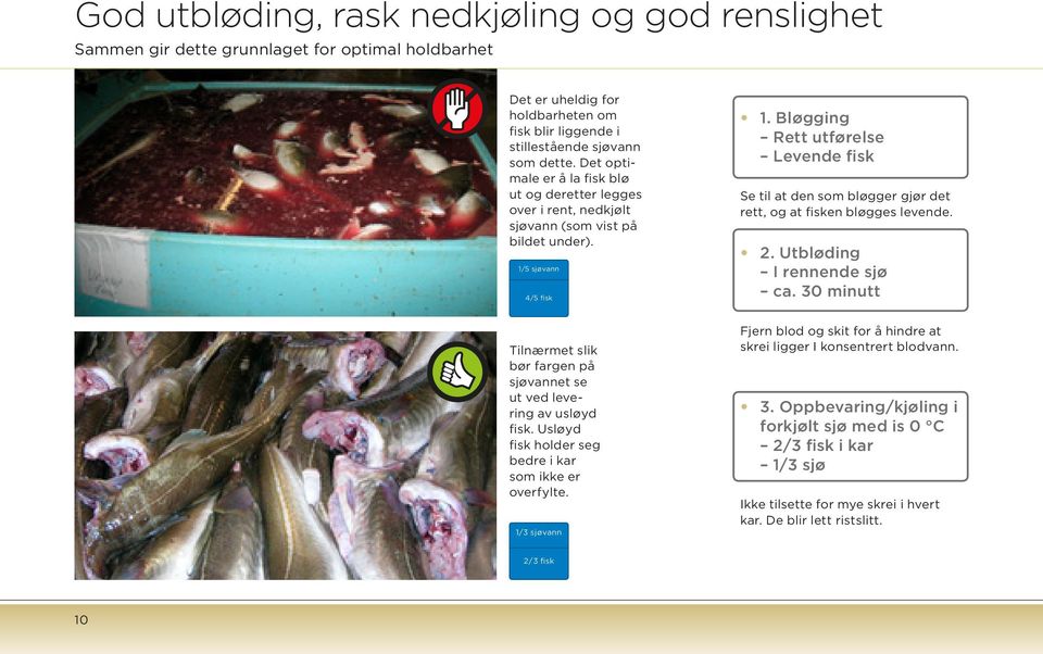 Bløgging Rett utførelse Levende fisk Se til at den som bløgger gjør det rett, og at fisken bløgges levende. 2. Utbløding I rennende sjø ca.