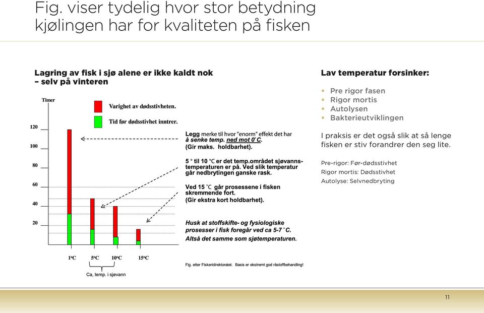 mortis Autolysen Bakterieutviklingen I praksis er det også slik at så lenge fisken er stiv