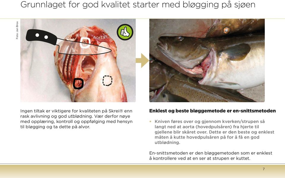 Enklest og beste bløggemetode er en-snittsmetoden Kniven føres over og gjennom kverken/strupen så langt ned at aorta (hovedpulsåren) fra hjerte til gjellene