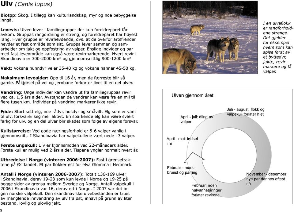 Gruppa lever sammen og samarbeider om jakt og oppfostring av valper. Enslige indvider og par med fast leveområde kan også være revirmarkerende.